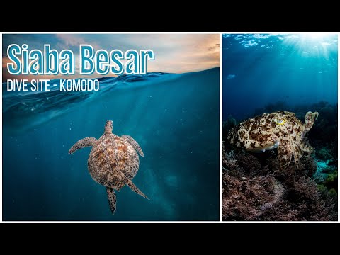 Turtle Haven at Siaba Besar: A Komodo Dive Site Exploration #siababesar #komodo #scubadiving