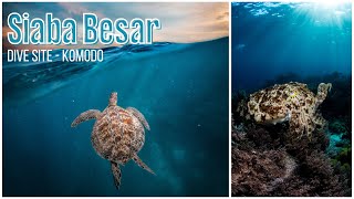 Turtle Haven at Siaba Besar: A Komodo Dive Site Exploration #siababesar #komodo #scubadiving