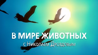 В Мире Животных С Николаем Дроздовым. Выпуск 30. 06 Ноября 2019.