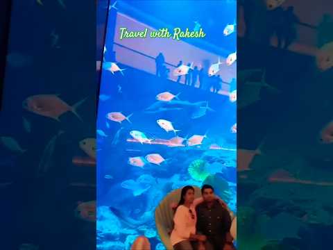 World's Biggest Aquarium in Dubai 🇦🇪🇦🇪🇦🇪🇦🇪#dubai #trending #aquarium #dubaimall #viral #shorts 🇦🇪🇦🇪