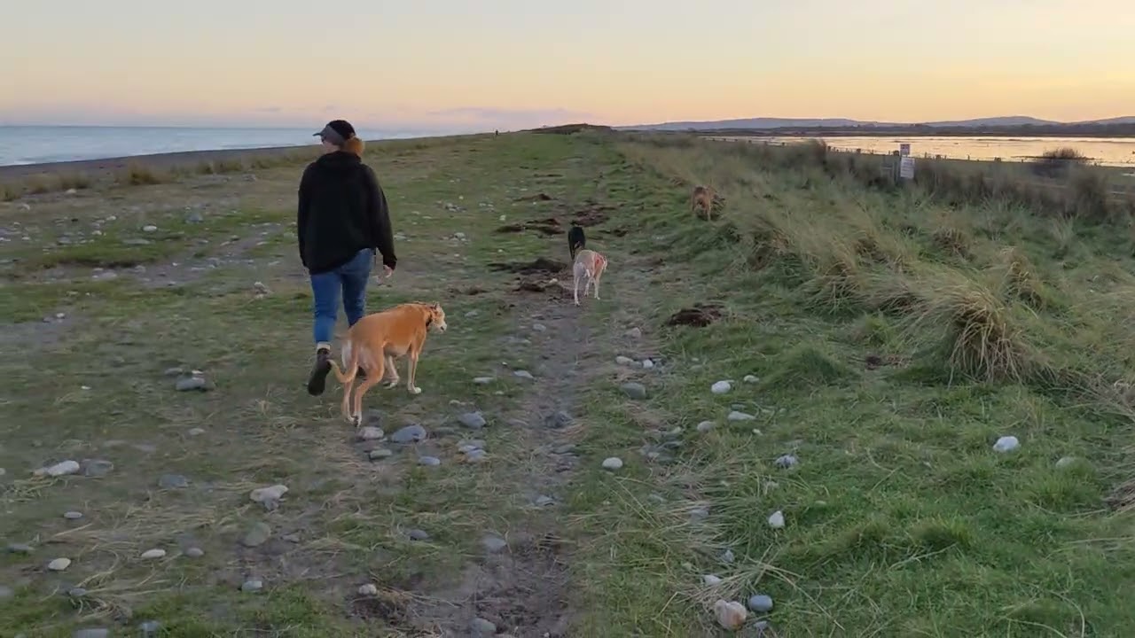Walking the hounds at Kilcoole Beach Ireland