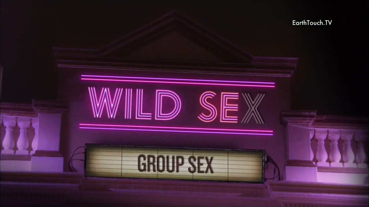 Wild Sex Group Sex Sex Orgy Or You May Call It Swingers All In All Videos Youtube