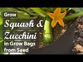 How to grow squash  zucchini in grow bags from seed  easy planting guide