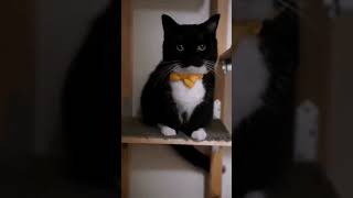 black cat #tiktok #cat #catlover #animalshorts #animal #space #travel #nature #catmeowing  #explore