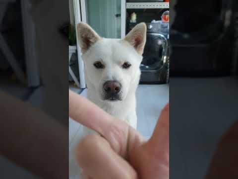 [진돗개 진솔쓰] 왕크니까 왕귀엽다. #Shorts