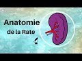 Anatomie de la rate