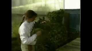 Animal Topiaries