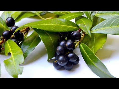 Video: Kako uzgajate Colocasia gigantea?