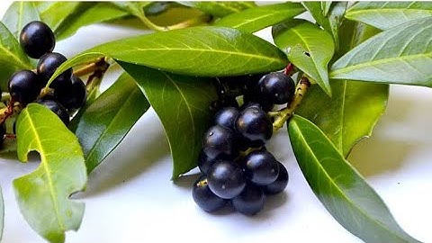 Evo kako da uzgajate lovor🌿🌿🌿🌿