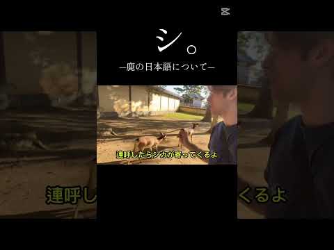 シ。シカの日本語について #登録者2000人 #shorts #シカ #おもしろ #外国人の反応 #外国人 #鹿 #チャンネル登録お願いします #おすすめにのりたい #伸びろ