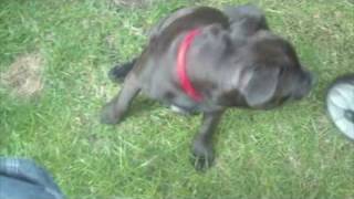 Staffordshire Bull Terrier