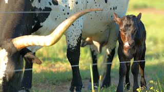 First Longhorn Calf Of The Year!!