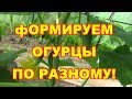 Внимание! Формируем огурцы пчелоопыляемые и партенокорпические по разному