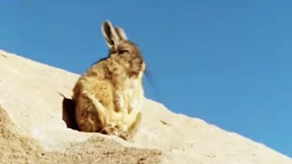 Sunbathing Giant Mice | Andes: The Dragons Back | BBC Studios