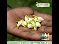 Our Jasmine Farmer Mr. Nalliyappan from Madurai shares His Results!