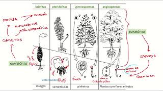 Esporófitos e gametófitos