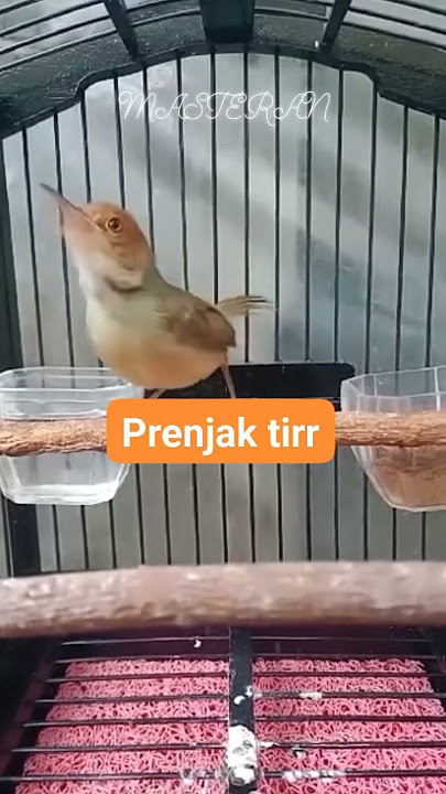 Prenjak kepala merah betina ngetir fighter untuk masteran #prenjak #prenjakkepalamerah #prenjakgacor