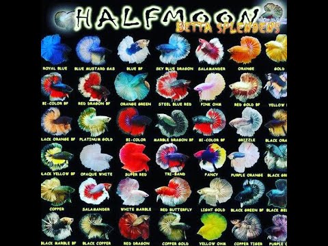 Video White Platinum Opaque Dumbo Ear Halfmoon Betta Fish - youtube