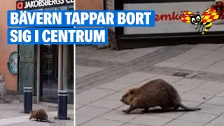 Bäver på villovägar i Jakobsbergs centrum: ”Häftigaste jag sett”