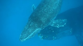 ド迫力！！親子クジラが泳ぐ沖永良部島の海中ショートムービー - YouTube
