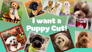 The Puppy Cut. What is it? A guide to knowing how to ask for the look that you want.