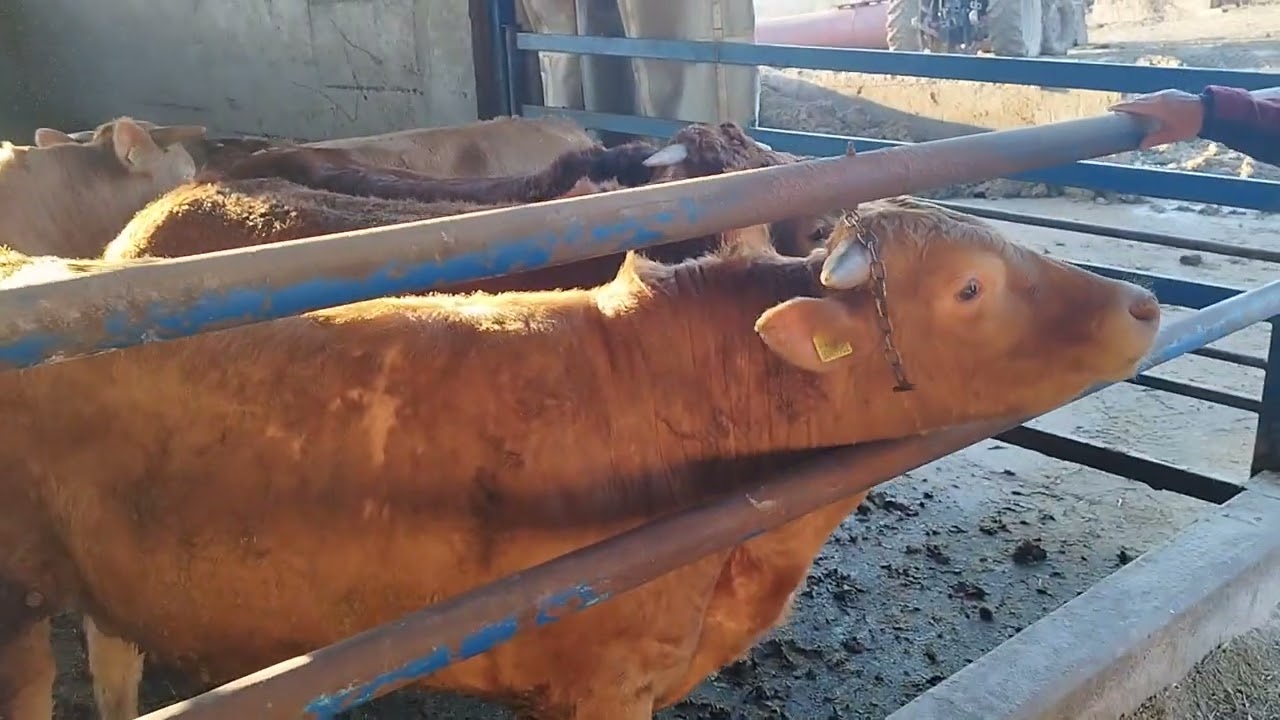 odveo goste da vide farmu karimović..