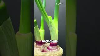 Bir Bardak Suyla Soğan Yetiştirme