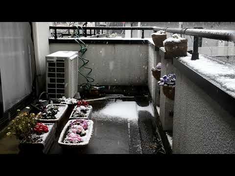 降雪の様子（ベランダ編） 2026年2月8日 撮影地：宇治市