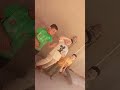 نفسي طويل فاي جوليه 