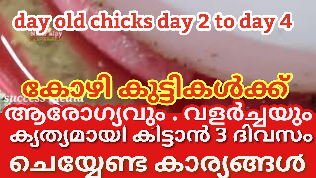 day 2 മുതൽ day 4 വരെ കോഴി കുട്ടികൾക്ക് നൽകേണ്ട പരിചരണങ്ങൾ/Care to be given to chicks from day 2 to 4