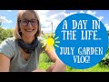 Garden Vlog: A day in the life in July on my UK no dig allotment!