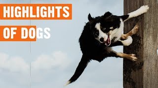 Top 100 Highlights of Dogs 4/2019 by I Love My Dog 106 views 5 years ago 6 minutes, 13 seconds