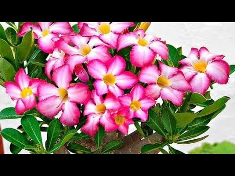 Video: Protea cvijet - Afrička ruža