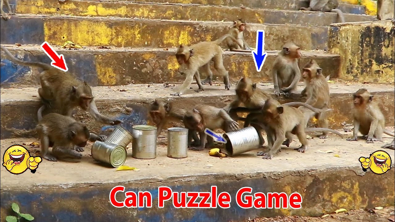 Monkey video Prank monkey #funny #monkey #monkeyvideo #animals # ...