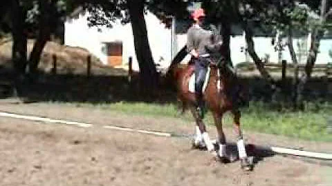 VEKAS, 8 y. o. horse for sale