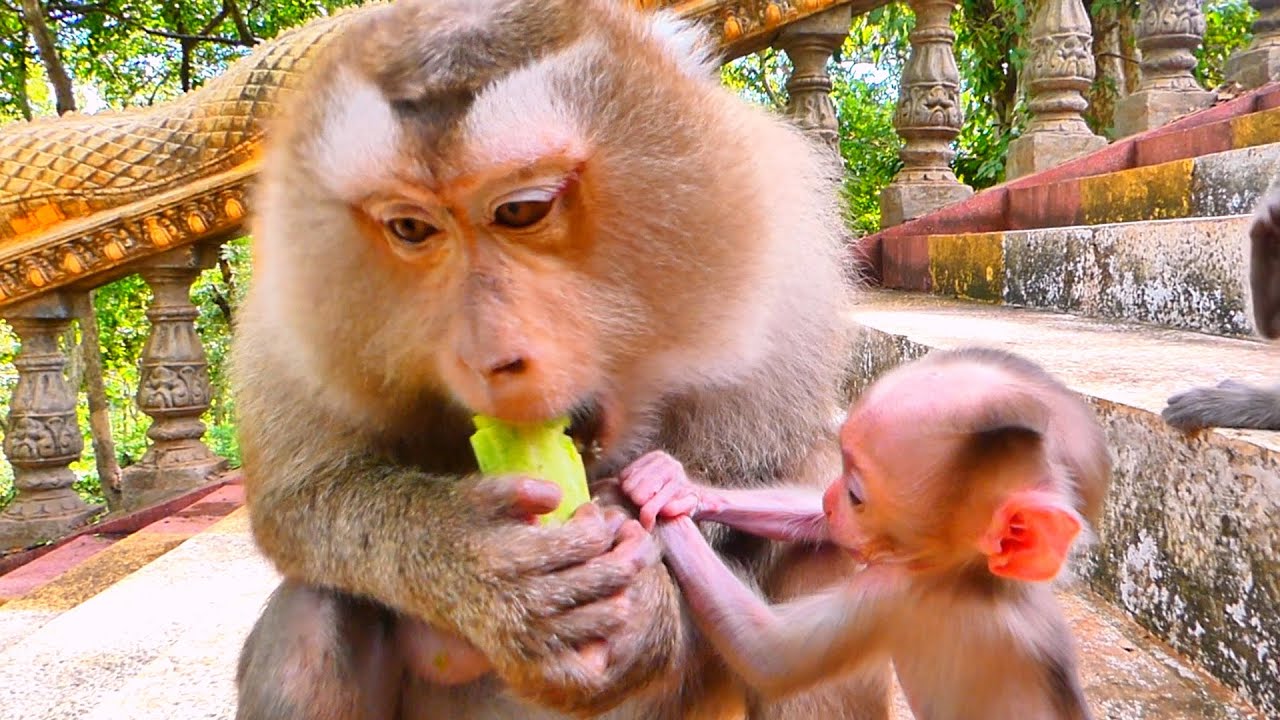 Sweet Monkey Hugs New Baby & Eats Softly 🐒 Best ASMR Eating Sounds.