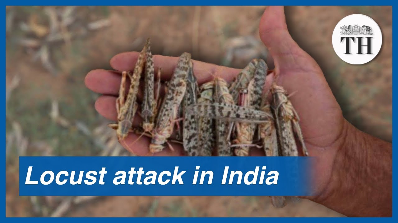 Locust attack in India YouTube