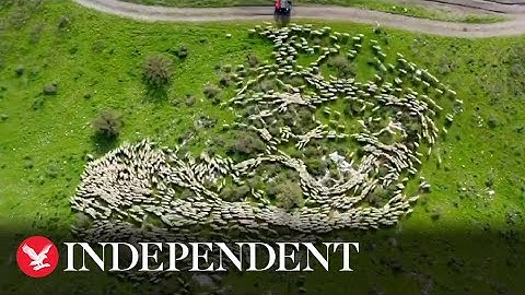 Time-lapse drone footage turns sheep into moving work of art
