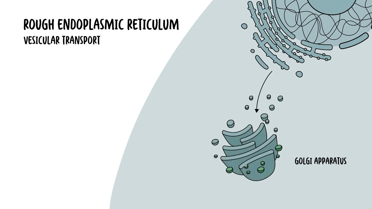Endoplasmic Reticulum