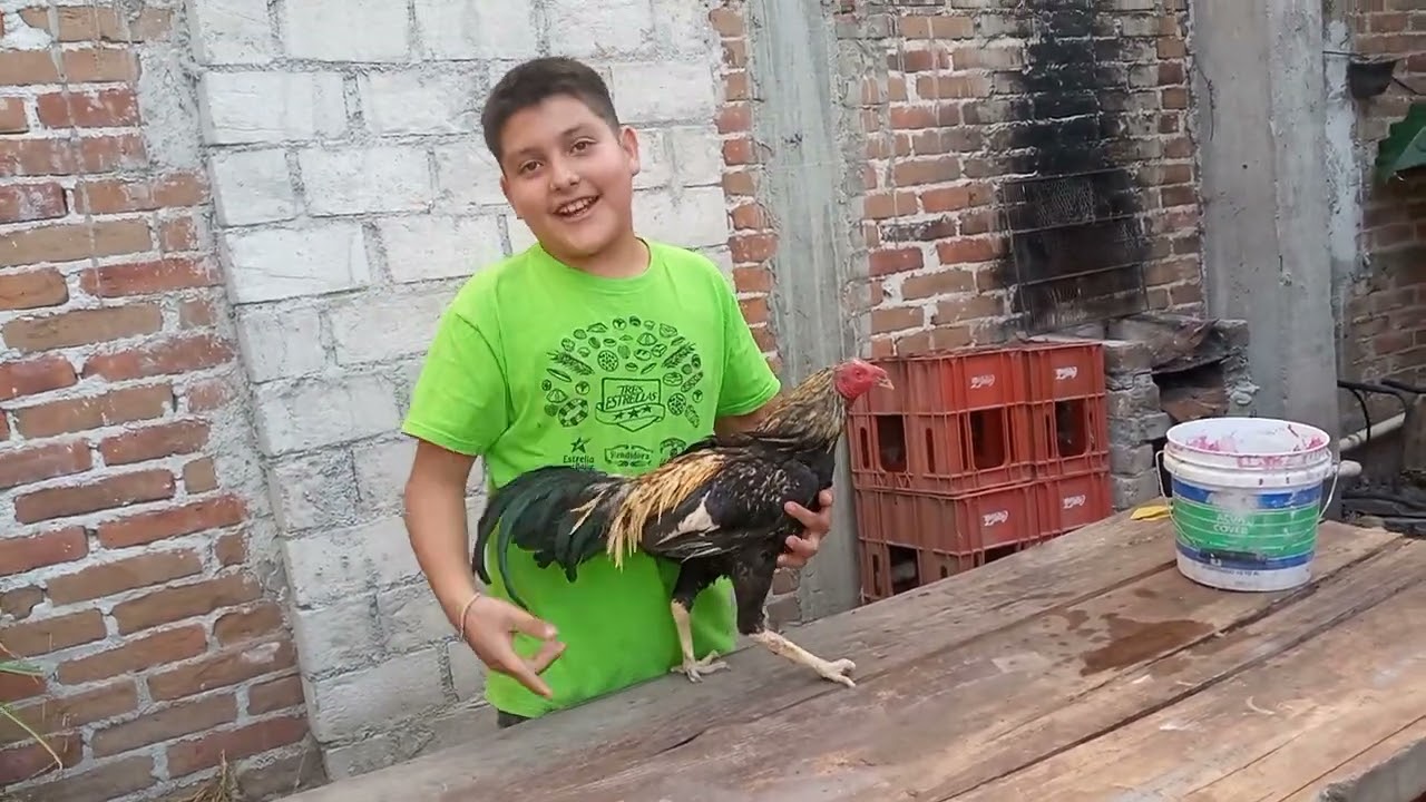 Entrenamiento de mesa para gallos 