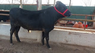 Акцияра Берахмш Дусар Букай Калони Бакувати Бехтарин Барой Емда Бастан Харидоро Мархамат