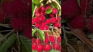 rambutan harvest, a native Indonesian fruit #rambutanharvest #fruit