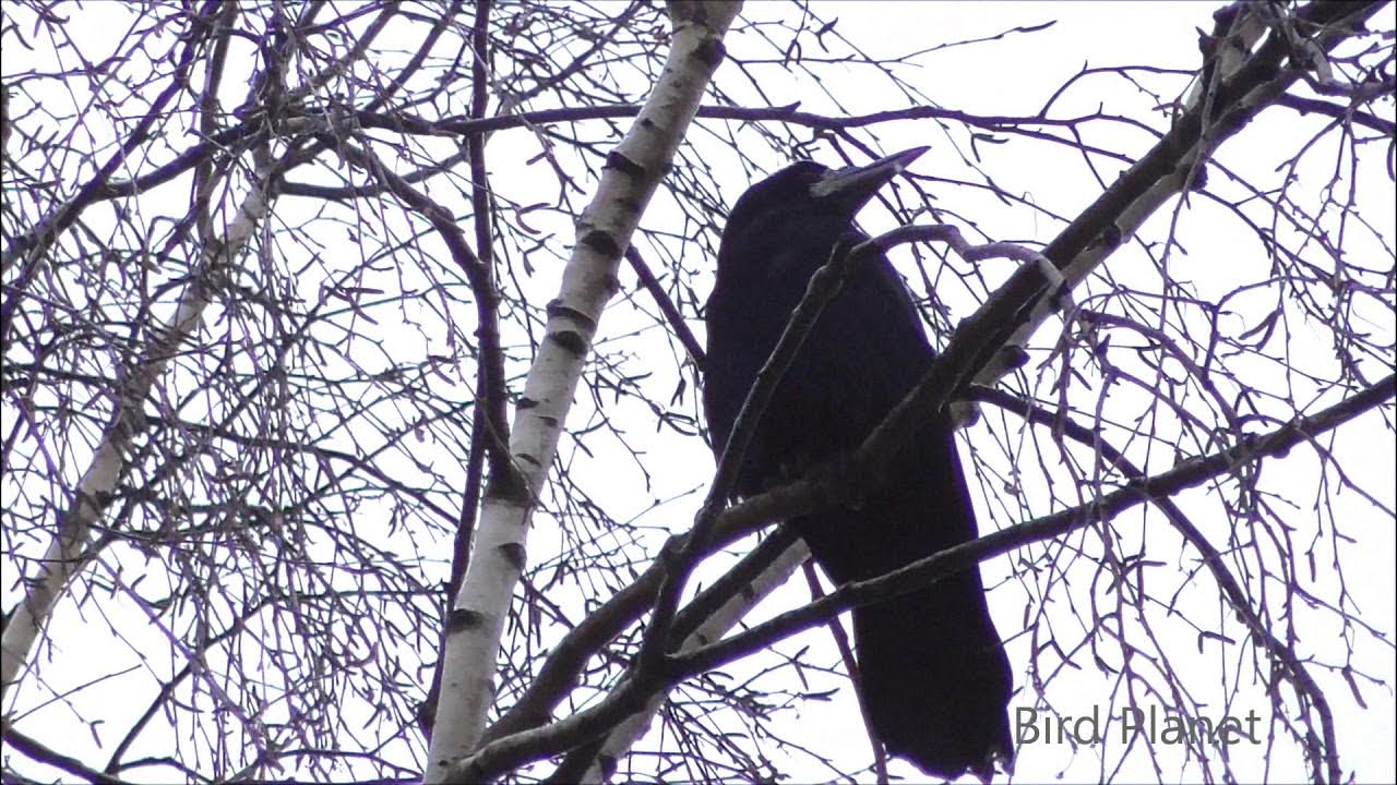 Скворцы прилетели картина репина. Грачи прилетели в петербург. Стих к картине грачи прилетели. К. Игры грача.