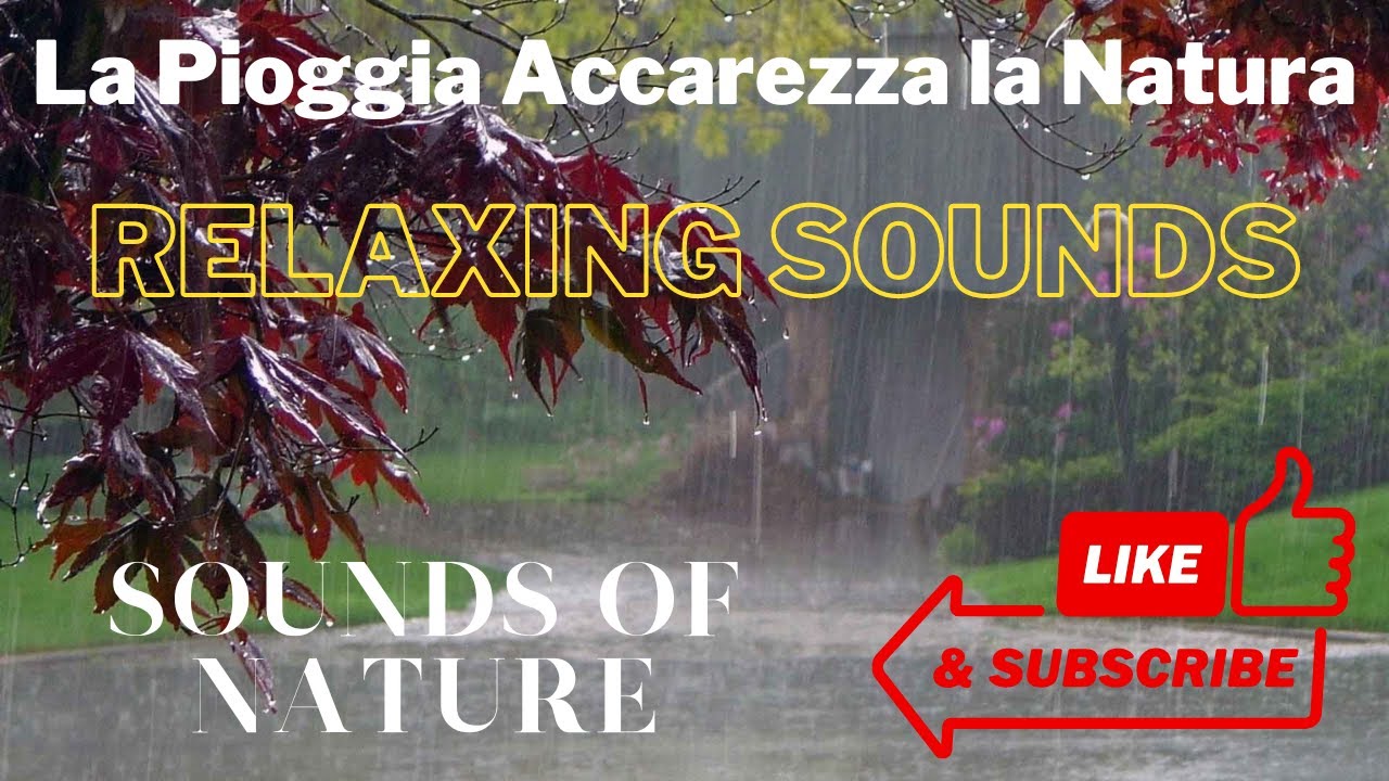 Video e suoni della pioggia che accarezza la natura 40 minuti di relax ...
