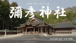 【新潟県 弥彦村】桜舞う 彌彦神社さんぽ［4K］