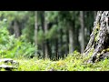 【自然の音】森に降る雨 / Nature Sounds - The Rain in a Forest
