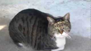20111123今日の猫:サバトラ.MPG