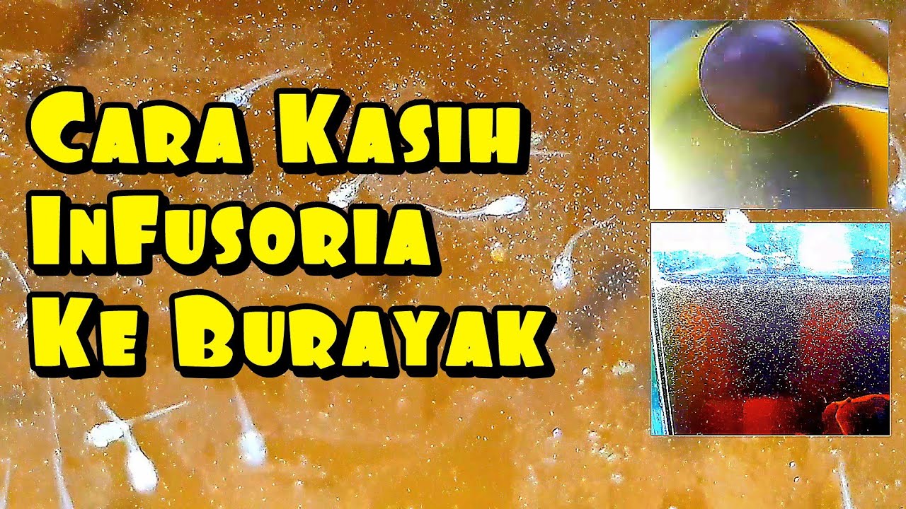 Cara Memberikan Infusoria Pada Burayak Umur 4 hari
