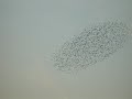 Falcon Attack: Peregrine Divebombs Flock of Starlings