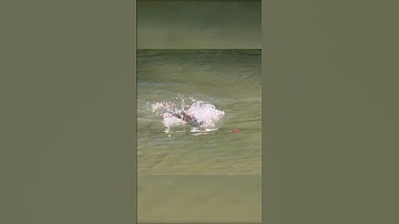 Barramundi really wants this surface lure! #barramundi #fishing #interesting